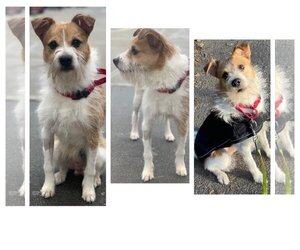 Jack Russell Terrier Dogs for adoption in Hudson, NY, USA