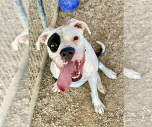 Boxer Dogs for adoption in Austin, TX, USA