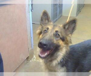 German Shepherd Dog Dogs for adoption in Sacramento, CA, USA