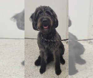 Labradoodle Dogs for adoption in Kansas City, MO, USA