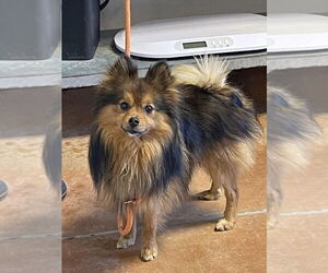 Pomeranian Dogs for adoption in Bolivar, MO, USA
