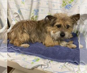 Cairn Terrier-Unknown Mix Dogs for adoption in Modesto, CA, USA