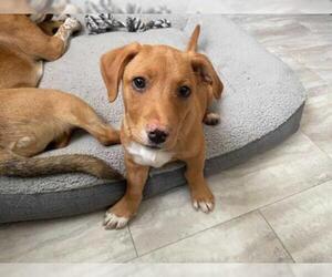 Golden Retriever-Unknown Mix Dogs for adoption in Alexandria, VA, USA