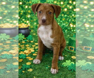 Mutt Dogs for adoption in Jackson Township, NJ, USA