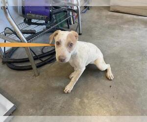 American Pit Bull Terrier-Unknown Mix Dogs for adoption in Corona, CA, USA