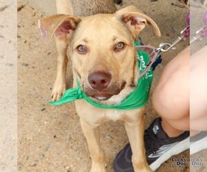 Retriever -Unknown Mix Dogs for adoption in Washington, DC, USA