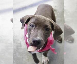 Labrador Retriever-Unknown Mix Dogs for adoption in San Antonio, TX, USA