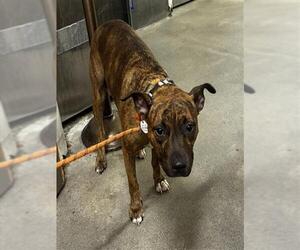 Mutt Dogs for adoption in Forestville, MD, USA
