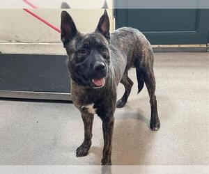 Dutch Shepherd -Unknown Mix Dogs for adoption in Pasadena, CA, USA
