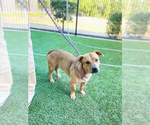 Dachshund-Labrador Retriever Mix Dogs for adoption in Baytown, TX, USA