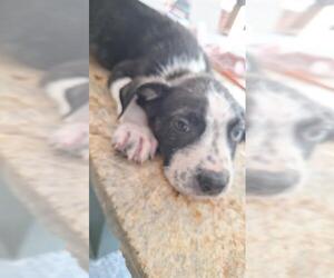 Great Dane-Labrador Retriever Mix Dogs for adoption in San Antonio, TX, USA