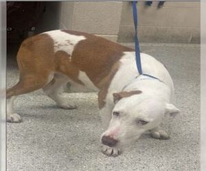 American Pit Bull Terrier-Unknown Mix Dogs for adoption in Conroe, TX, USA