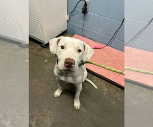 American Pit Bull Terrier Dogs for adoption in Evansville, IN, USA