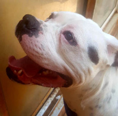 American Bulldog Dogs for adoption in Point Pleasant, PA, USA
