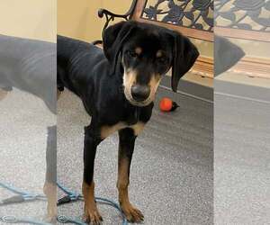 Doberman Pinscher Dogs for adoption in Low Moor, VA, USA