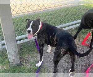 American Pit Bull Terrier Dogs for adoption in Corpus Christi, TX, USA
