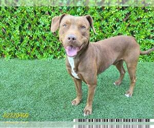 American Pit Bull Terrier Dogs for adoption in West Palm Beach, FL, USA