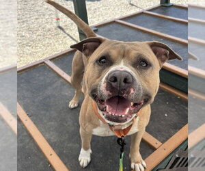 American Staffordshire Terrier-Unknown Mix Dogs for adoption in Palmetto, FL, USA