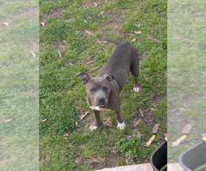American Pit Bull Terrier Dogs for adoption in Scottsboro, AL, USA