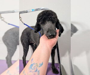Mutt Dogs for adoption in Grafton, WI, USA