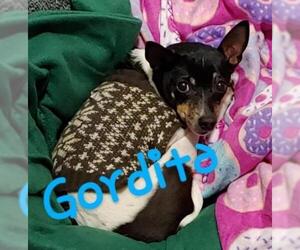 Rat Terrier Dogs for adoption in Johnson City, TN, USA