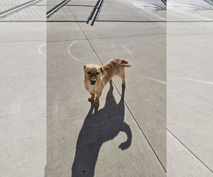 Mutt Dogs for adoption in Maquoketa, IA, USA