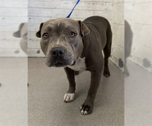 Mutt Dogs for adoption in San Bernardino, CA, USA