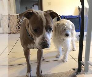 American Staffordshire Terrier-Basenji Mix Dogs for adoption in Oro Valley, AZ, USA