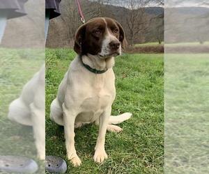 Lab-Pointer Dogs for adoption in SHERBURNE, NY, USA