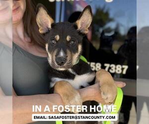 Siberian Husky-Unknown Mix Dogs for adoption in Modesto, CA, USA