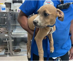 American Pit Bull Terrier Dogs for adoption in San Bernardino, CA, USA