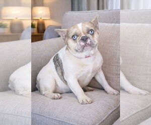 French Bulldog Dogs for adoption in Bon Carbo, CO, USA