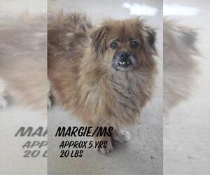 Tibetan Spaniel Dogs for adoption in Columbia, TN, USA