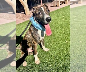 American Pit Bull Terrier-Plott Hound Mix Dogs for adoption in Henderson, NV, USA