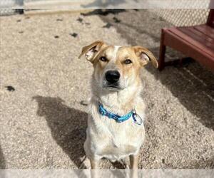 Great Pyrenees-Unknown Mix Dogs for adoption in Fort Collins, CO, USA