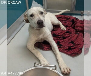 Staffordshire Bull Terrier-Unknown Mix Dogs for adoption in Oklahoma City, OK, USA