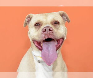 American Pit Bull Terrier Dogs for adoption in Pasadena, CA, USA