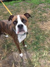 Boxer Dogs for adoption in Savannah, NY, USA