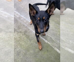 Mutt Dogs for adoption in Elmsford, NY, USA