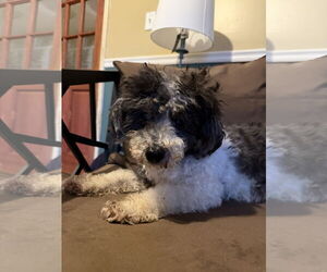 Poodle (Miniature)-Unknown Mix Dogs for adoption in Pacolet, SC, USA