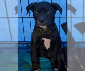 American Staffordshire Terrier-Labrador Retriever Mix Dogs for adoption in San Antonio, TX, USA