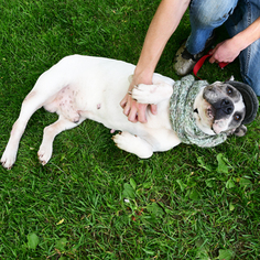 Medium Photo #1 American Staffordshire Terrier-Bulldog Mix Puppy For Sale in Huntley, IL, USA