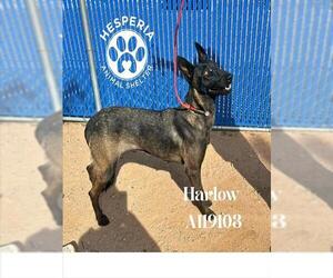 Mutt Dogs for adoption in HESPERIA, CA, USA