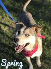 Siberian Husky Dogs for adoption in Conway, AR, USA