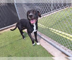 American Staffordshire Terrier-Unknown Mix Dogs for adoption in Grand Prairie, TX, USA