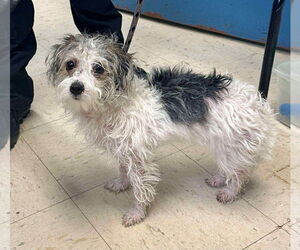 ShiChi Dogs for adoption in Princeton, MN, USA