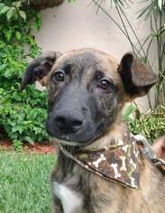 Plott Hound-Unknown Mix Dogs for adoption in Bell Gardens, CA, USA