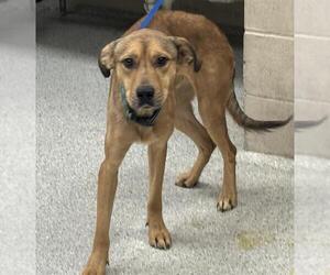 Labrador Retriever-Unknown Mix Dogs for adoption in Conroe, TX, USA