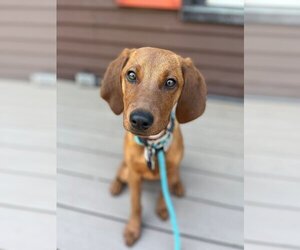 Redbone Coonhound-Unknown Mix Dogs for adoption in Boston, MA, USA