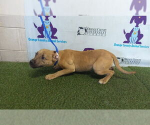 Mutt Dogs for adoption in Orlando, FL, USA